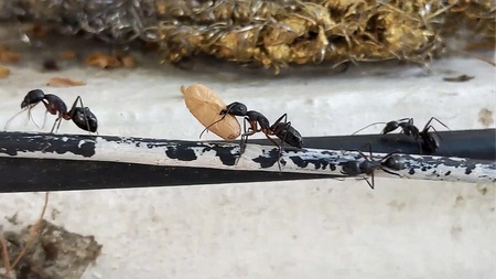 Entry image for Food for the family. Clicking this image will show a larger photo