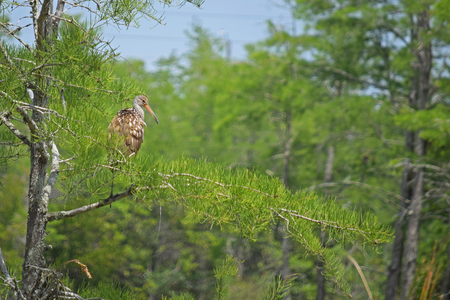 Entry image for Bird's Eye View. Clicking this image will show a larger photo