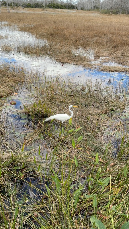 Entry image for On the Hunt. Clicking this image will show a larger photo