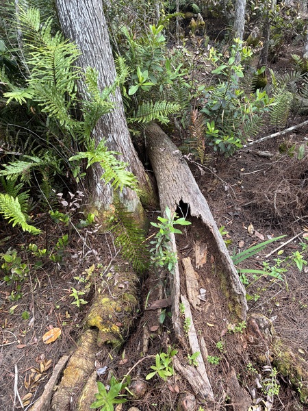 Entry image for What's Inside?. Clicking this image will show a larger photo