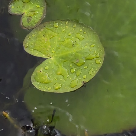 Entry image for Green Lilly . Clicking this image will show a larger photo