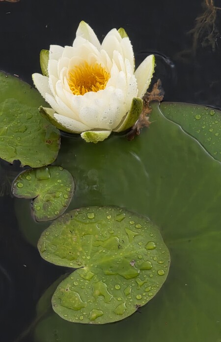 Entry image for Nature. Clicking this image will show a larger photo