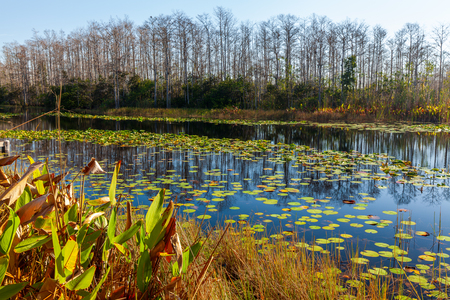 Entry image for Across the Marsh. Clicking this image will show a larger photo