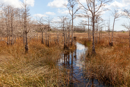 Entry image for Post-Winter. Clicking this image will show a larger photo