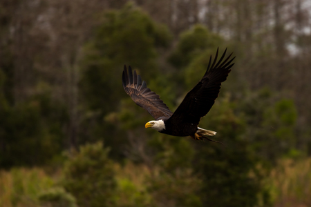 Entry image for Soaring Eagle. Clicking this image will show a larger photo