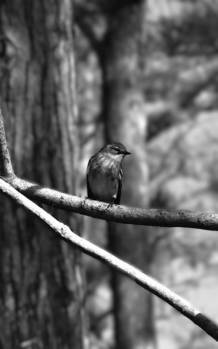 Entry image for On the Lookout. Clicking this image will show a larger photo