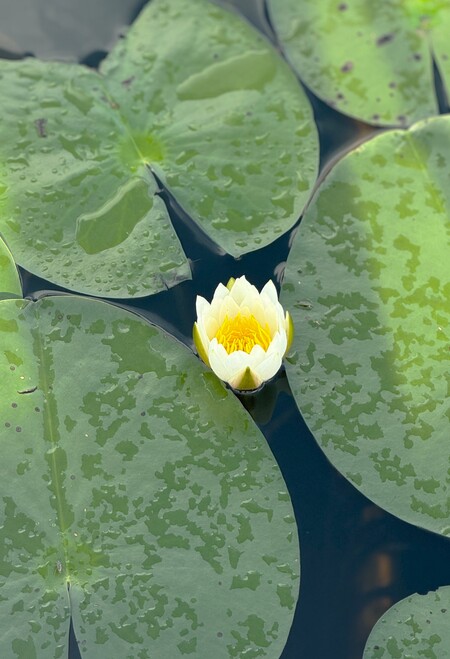 Entry image for Centered. Clicking this image will show a larger photo