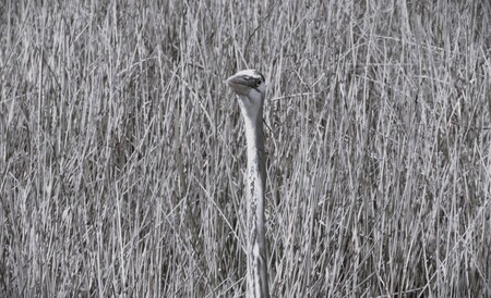 Entry image for In the Weeds. Clicking this image will show a larger photo