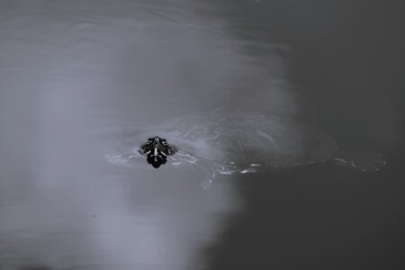 Entry image for Staying Afloat. Clicking this image will show a larger photo