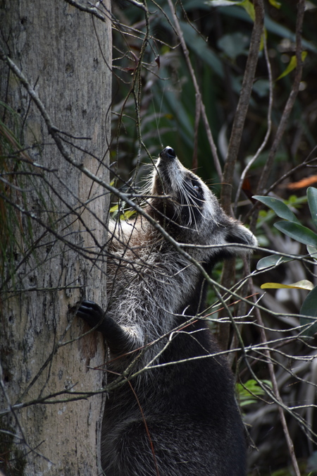 Entry image for Eyes on the Canopy. Clicking this image will show a larger photo
