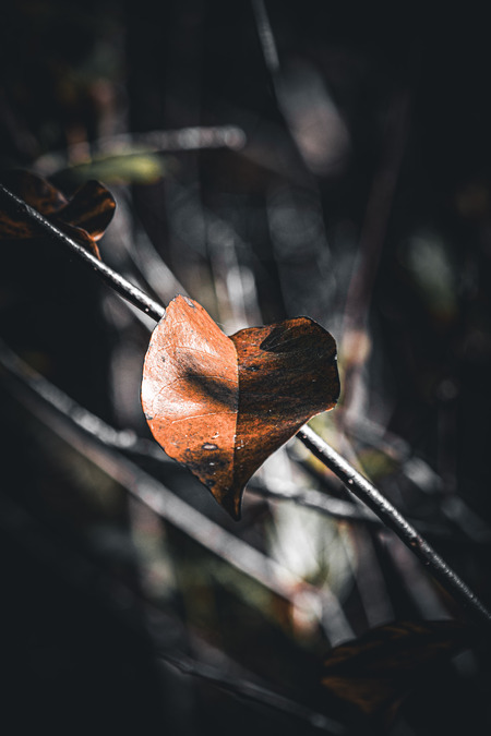 Entry image for Leaf, Laugh, Love. Clicking this image will show a larger photo