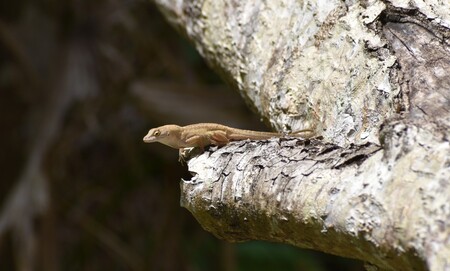 Entry image for Out on a Limb. Clicking this image will show a larger photo