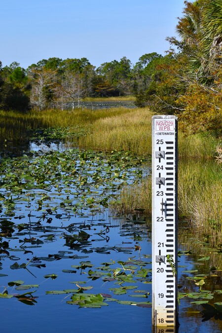 Entry image for Swamp Stats. Clicking this image will show a larger photo