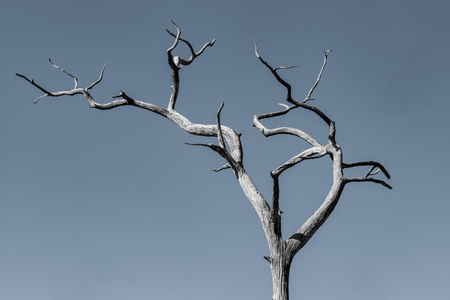 Entry image for Branching out of options. Clicking this image will show a larger photo