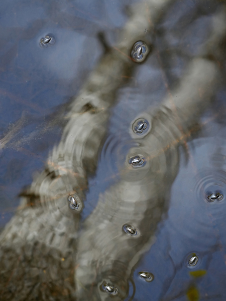 Entry image for Whirligig Ripples. Clicking this image will show a larger photo