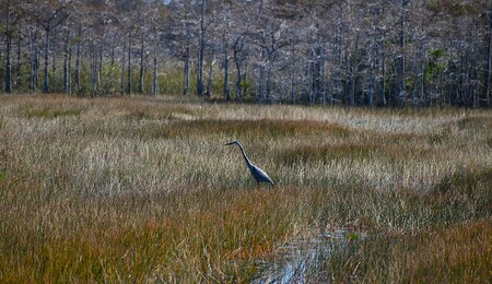 Entry image for Impressionist Marsh. Clicking this image will show a larger photo