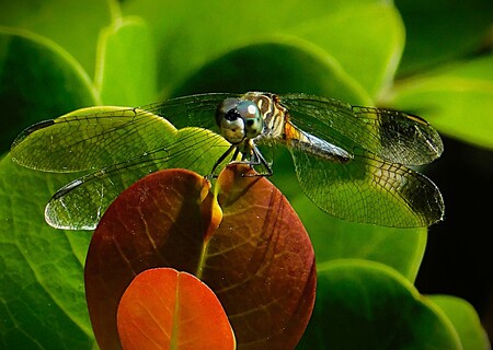 Entry image for Sitting Pretty. Clicking this image will show a larger photo