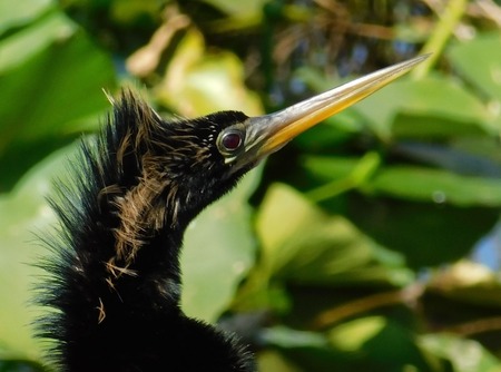 Entry image for Bad Feather Day. Clicking this image will show a larger photo