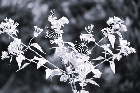 Entry image for Fluttering Beauties. Clicking this image will show a larger photo