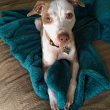 Entry image for Cricket