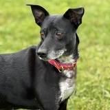 Entry image for Rosie