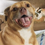 Entry image for Rocky