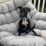 Entry image for Roza