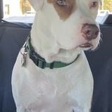 Entry image for Riley 