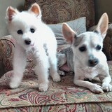 Entry image for Mr Jones & Drake