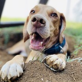 Entry image for Buster