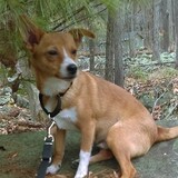 Entry image for Rusty