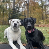 Entry image for Ghost & Ruby