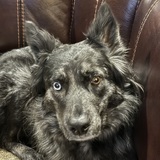 Entry image for Rogue