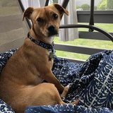 Entry image for Emmy Lou 