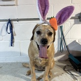 Entry image for Charli