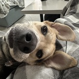 Entry image for Morgan