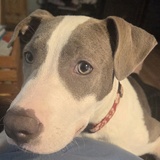 Entry image for Ripley