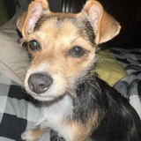 Entry image for Gurdie 