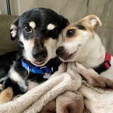 Entry image for Shermie and Nuggy