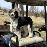 Entry image for Ophelia Berner