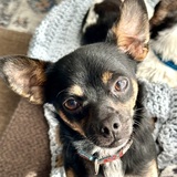 Entry image for Ozzy