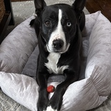 Entry image for Lainey 