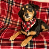 Entry image for Banner