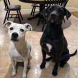 Entry image for Cabin & Mango