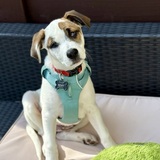 Entry image for Remy (Cheeto)