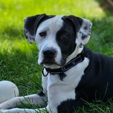 Entry image for Ember