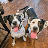 Entry image for Ellie & Ember - sisters from the E litter