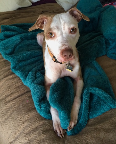 Entry image for Cricket. Clicking this image will show a larger photo