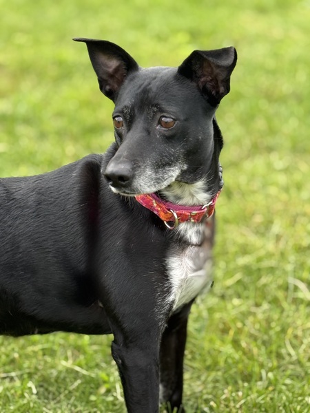 Entry image for Rosie. Clicking this image will show a larger photo