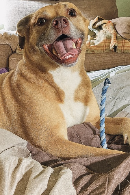 Entry image for Rocky. Clicking this image will show a larger photo